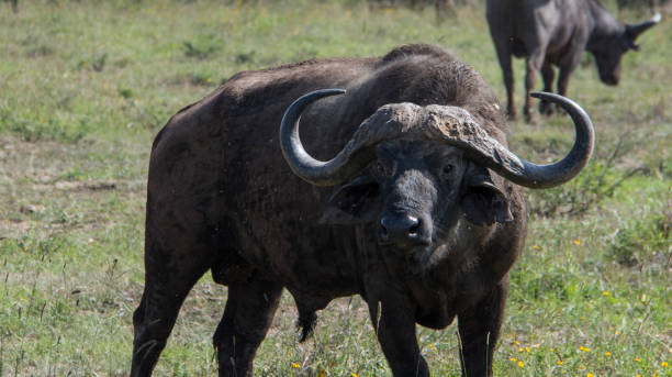 how much does a tanzania safari cost