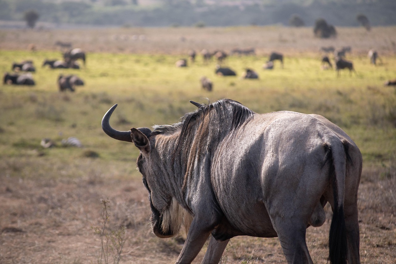 6 Days Serengeti Migration Safari