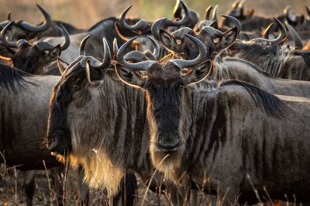 which is better: serengeti or ngorongoro safari
