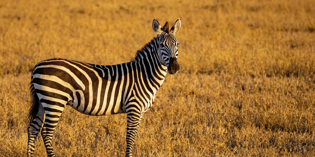 Ngorongoro Crater Wildlife