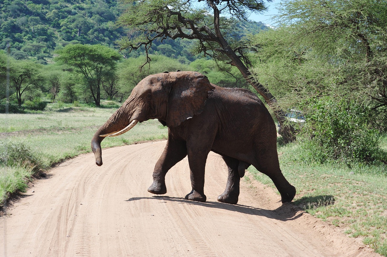 Ngorongoro Lodge View
