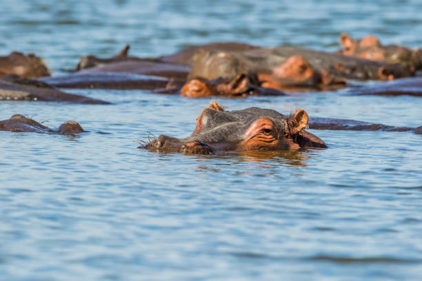 1 day lake manyara national park safari tour
