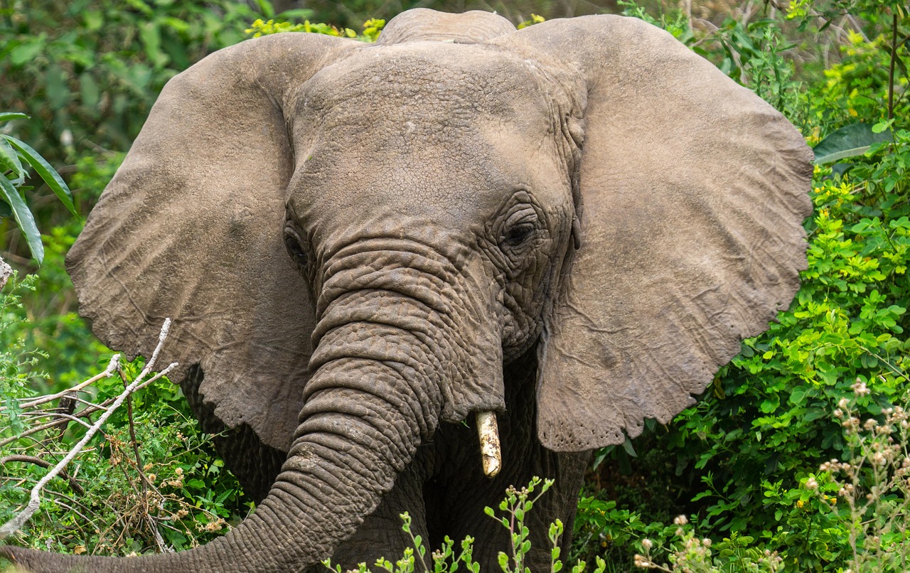 Serengeti National Park Landscape