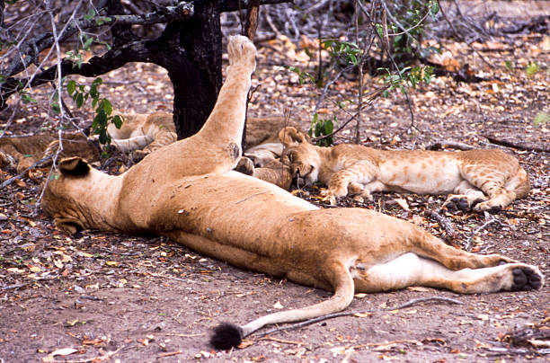 what animals can you see on tanzania safari