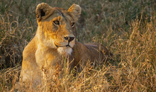 7 days lemosho route kilimanjaro trek and 3 days tanzania safari